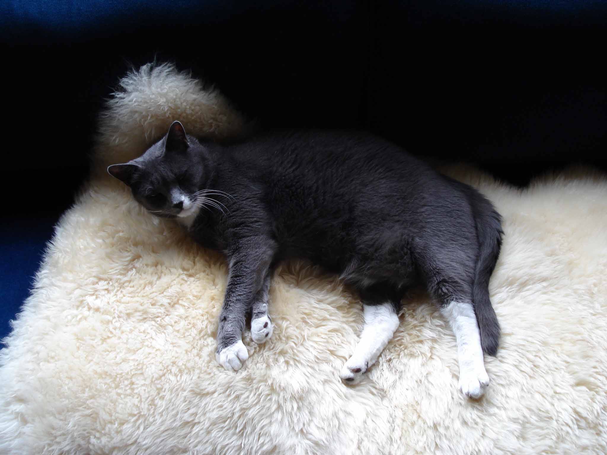 Filou 2 low res.jpg