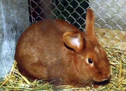lapin.jpg